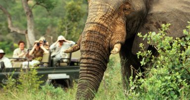 african safari tours
